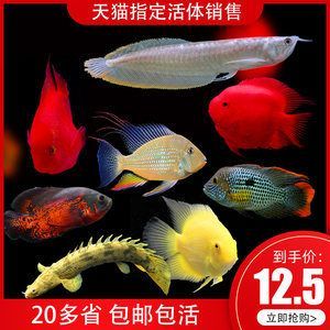 金龍魚和地圖魚哪個厲害：金龍魚和地圖魚各有其優勢和特點，選擇哪個更厲害