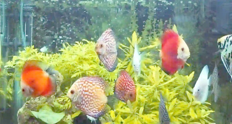 龍魚(yú)呼吸急促可以自愈嗎？