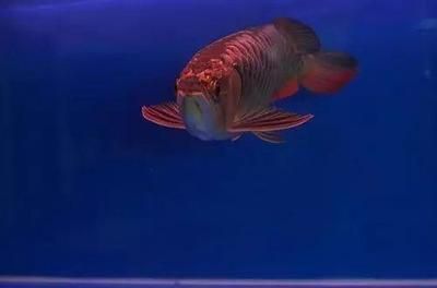 如何提升龍魚游動姿態(tài)：如何提升龍魚游動姿態(tài)，提升龍魚游動姿態(tài)涉及多方面的管理和調整