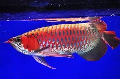 如何提升龍魚游動姿態(tài)：如何提升龍魚游動姿態(tài)，提升龍魚游動姿態(tài)涉及多方面的管理和調整