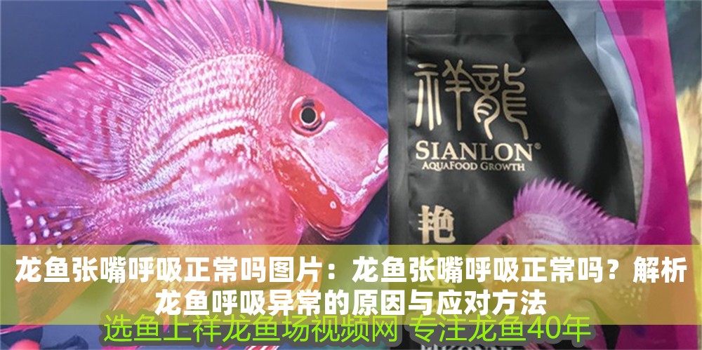 龍魚張嘴呼吸正常嗎圖片：龍魚張嘴呼吸正常嗎？解析龍魚呼吸異常的原因與應對方法
