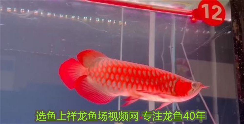 龍魚張嘴呼吸正常嗎圖片：龍魚張嘴呼吸正常嗎？解析龍魚呼吸異常的原因與應對方法