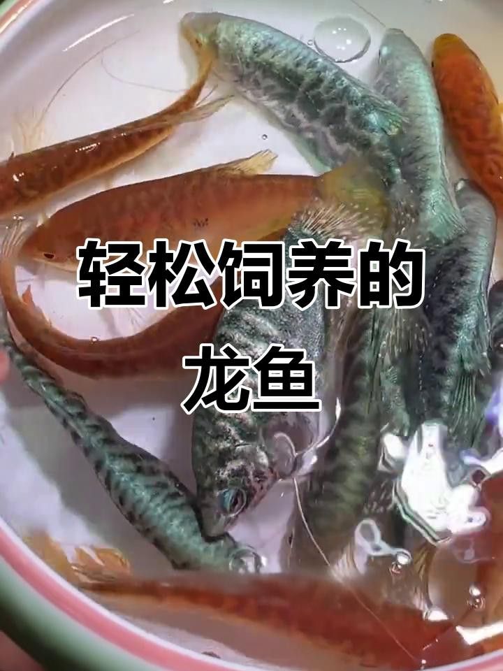 推薦一些適合初學(xué)者的龍魚品種