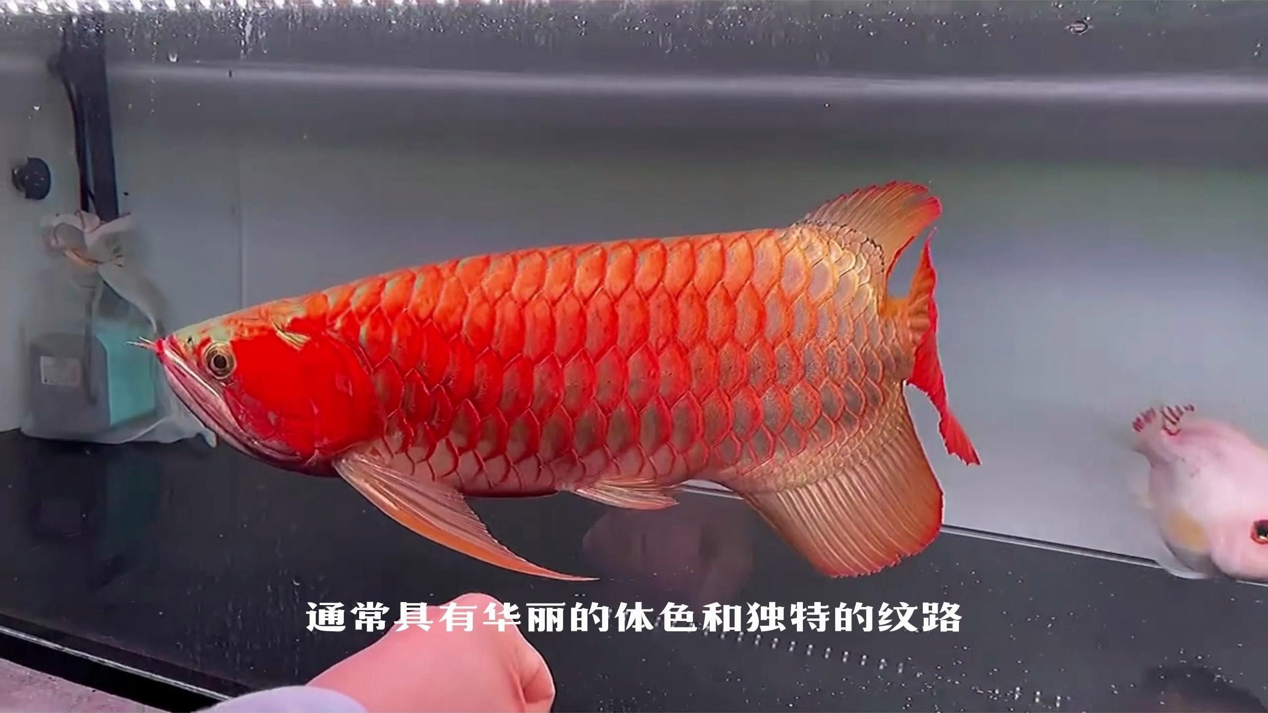 推薦一些適合初學(xué)者的龍魚品種