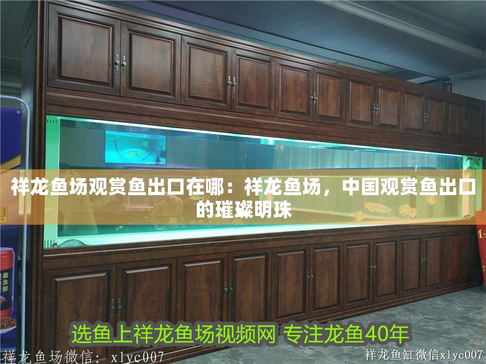 祥龍魚場觀賞魚出口在哪：祥龍魚場，中國觀賞魚出口的璀璨明珠