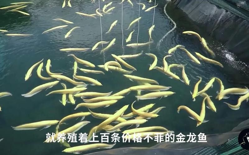 金龍魚魚塘能養殖嗎？