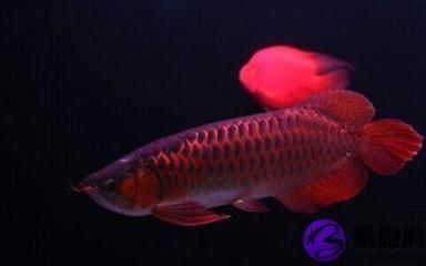 紅龍魚光照時間安排方法：紅龍魚光照強度選擇技巧