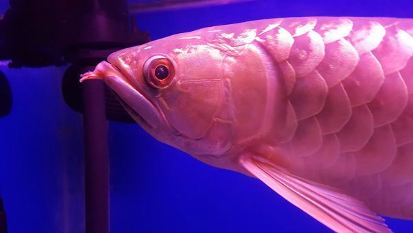 金龍魚魚眼手術【金龍魚魚眼手術操作注意事項】