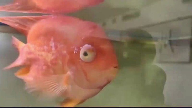 金龍魚一側(cè)凸眼治療需要多長時間