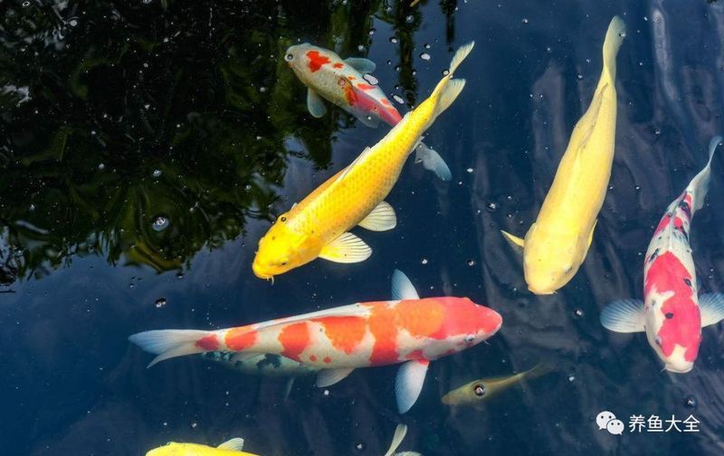 金龍魚一側(cè)凸眼治療需要多長時間