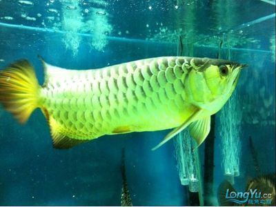 龍魚瞬間快速游動怎么回事（龍魚在魚缸中瞬間快速游動可能是由多種因素引起的）