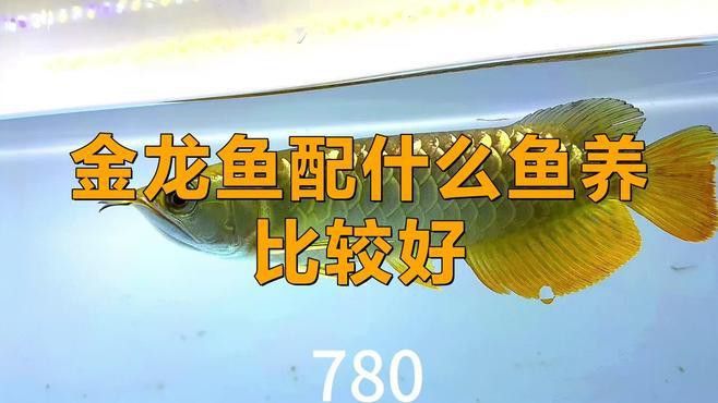 金龍魚和虎魚可以和什么魚混養一起養