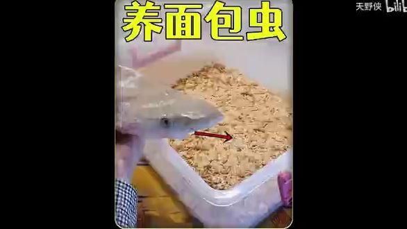 坤桑的養動物視頻合集