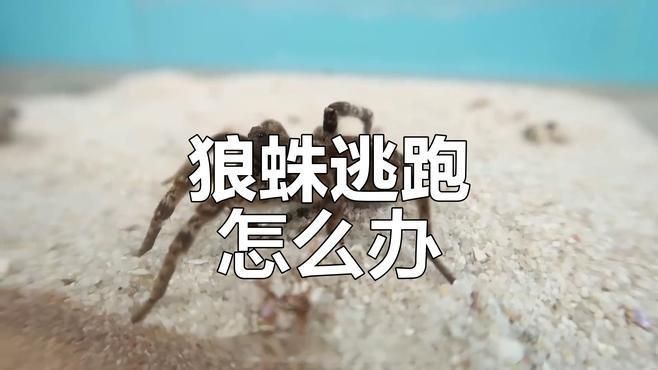 坤桑的養動物視頻合集