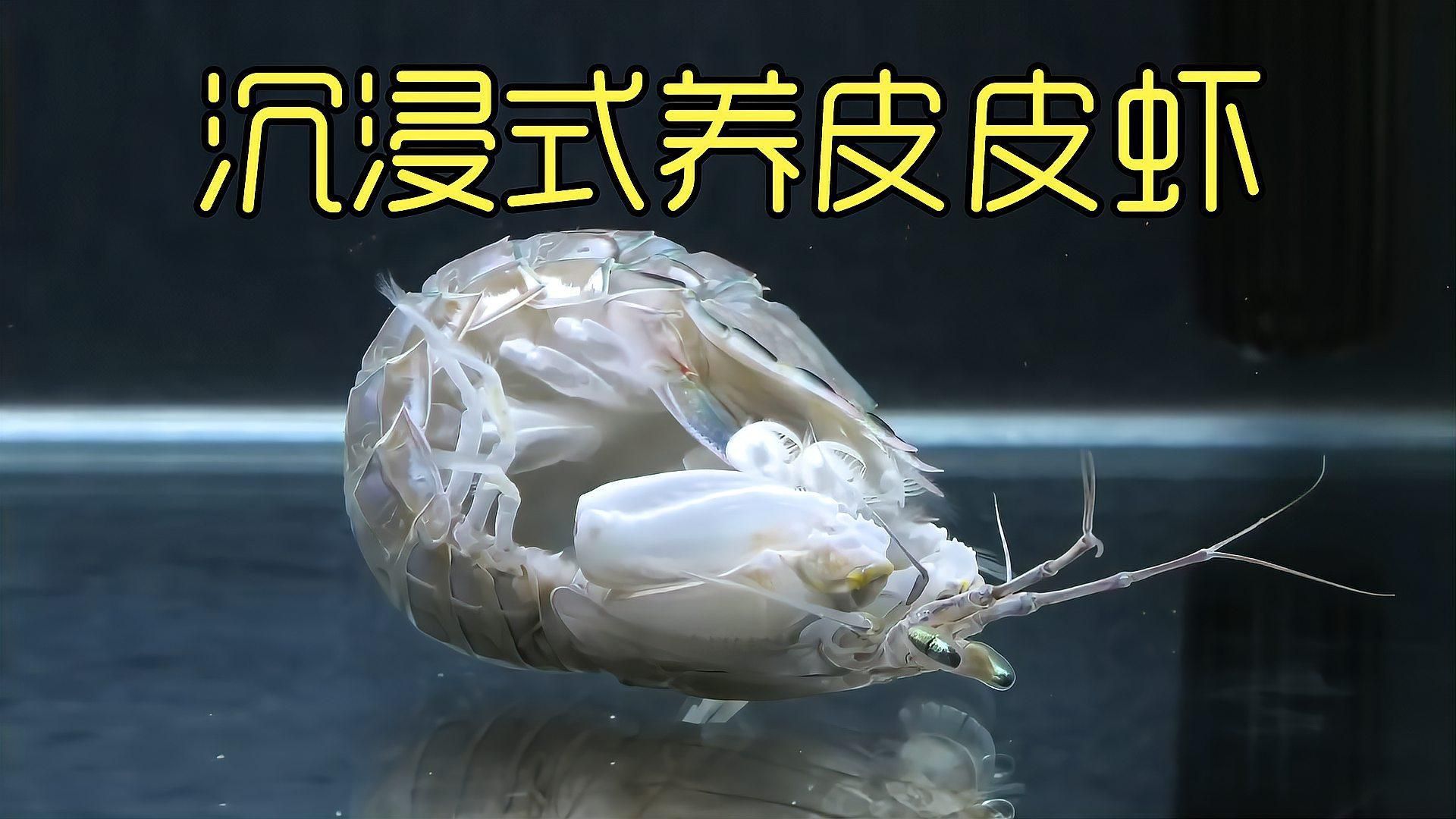 坤桑的養動物視頻合集