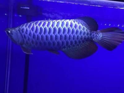 藍色的龍魚：關于藍色龍魚的一些詳細信息