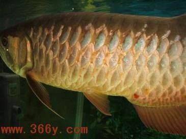 銀龍魚(yú)鱗片爛了怎么辦啊圖片 銀龍魚(yú)鱗片爛了怎么辦啊圖片 龍魚(yú)百科 第16張