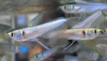 小龍魚能長多大的魚缸：小龍魚成年后可以長到一定的體長，小龍魚能長多大的魚缸