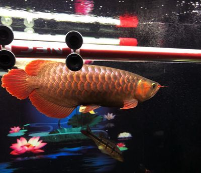 龍魚用頂燈會掉眼嗎為什么：龍魚為什么會掉眼