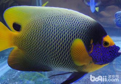 龍魚跟什么魚混養漂亮好：混養魚與龍魚混養的魚類與龍魚混養的魚類及其寓意