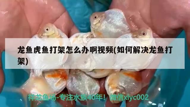 龍魚翻鰓剪掉多久長出來：如何防止龍魚打架