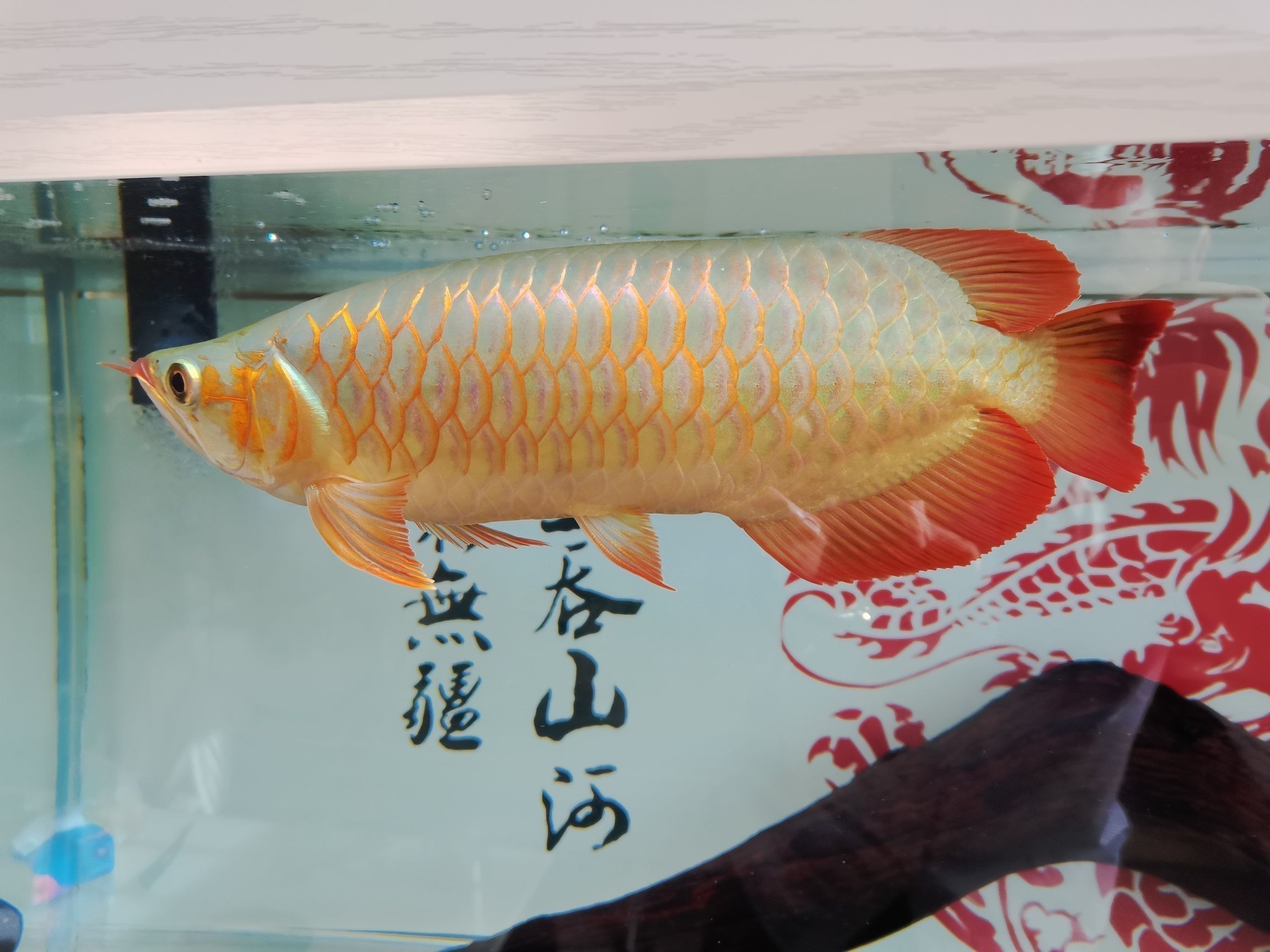 龍魚之巔保質期是多長時間嗎？（龍魚之巔保質期是多長時間嗎）
