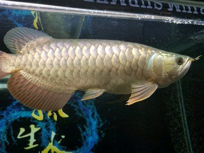 龍魚之巔保質期是多長時間嗎？（龍魚之巔保質期是多長時間嗎）