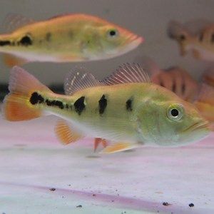 皇冠三間魚和龍魚混養(yǎng)【皇冠三間魚和龍魚混養(yǎng)成功案例】