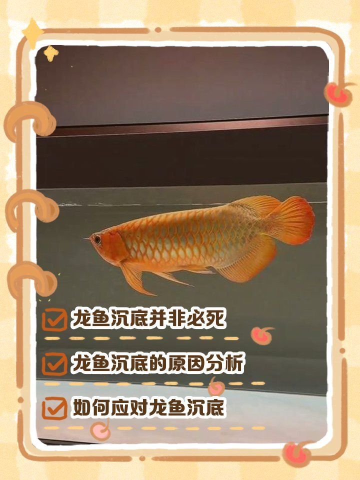 龍魚趴缸人一過來就浮上來