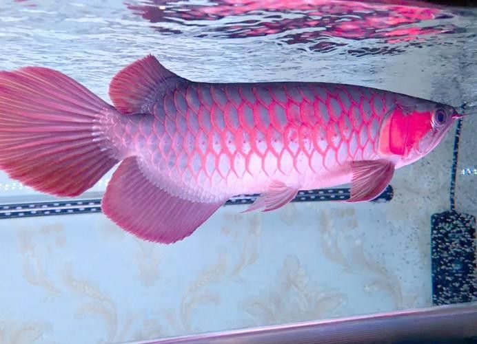 血紅龍是金龍魚嗎圖片大全視頻