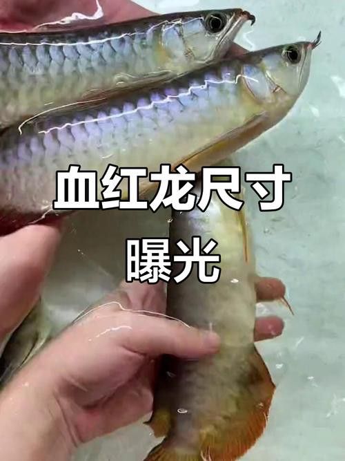 血紅龍是金龍魚嗎圖片大全視頻