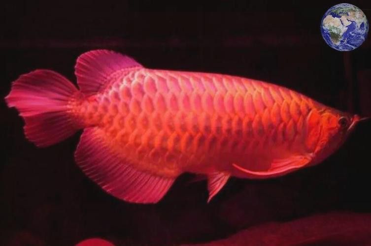 血紅龍是金龍魚嗎圖片大全視頻