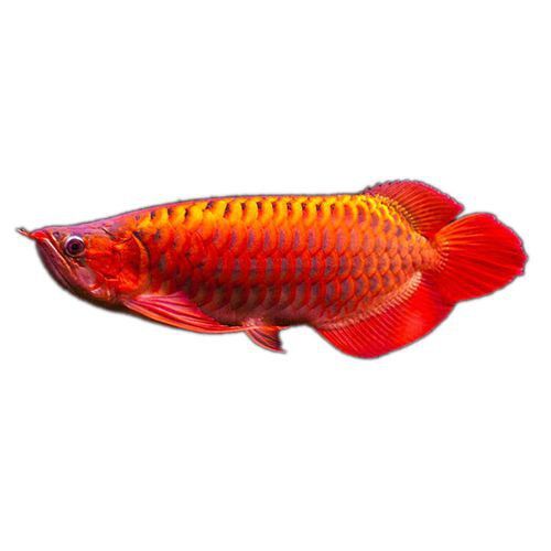 血紅龍是金龍魚嗎圖片大全視頻