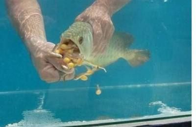 金龍魚怎么挑水：在挑選金龍魚時，主要考慮以下幾個方面就是挑選金龍魚