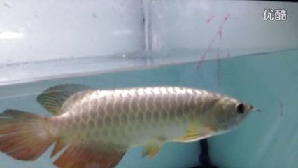 龍魚炮彈頭與平頭：龍魚炮彈頭與平頭怎么選
