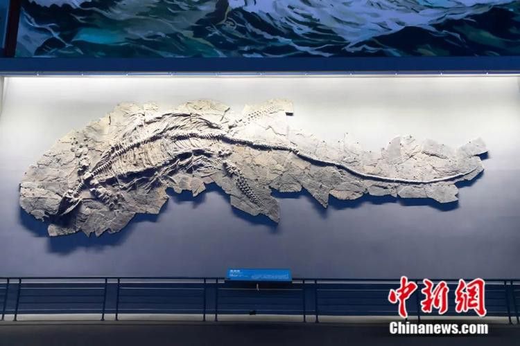 貴州龍魚化石圖片