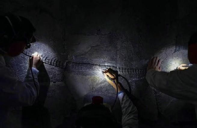 貴州龍魚化石圖片