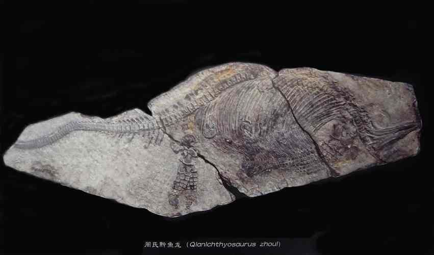 貴州龍魚化石圖片