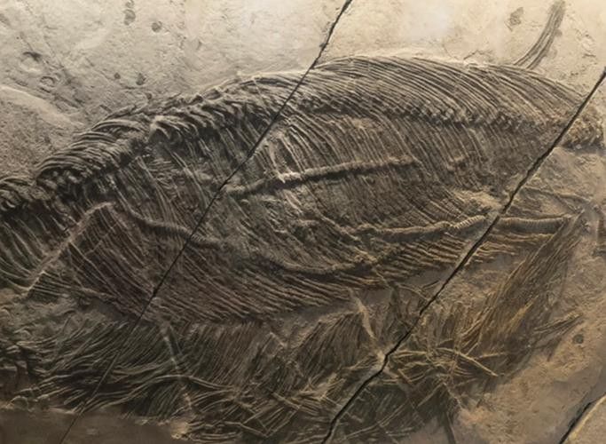 貴州龍魚化石圖片