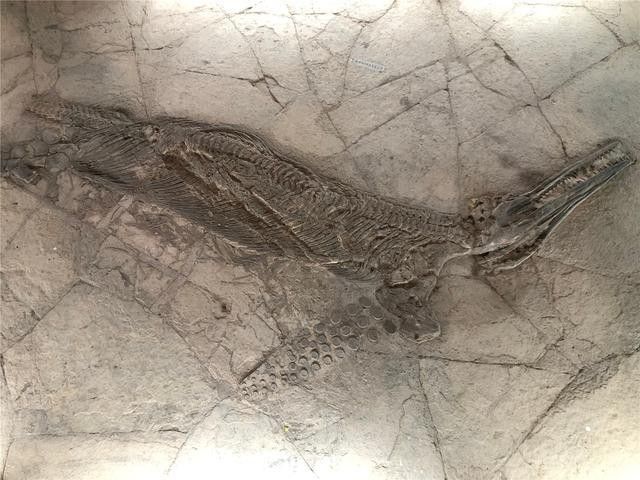 貴州龍魚化石圖片