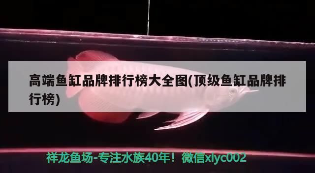 金龍魚混養怎么喂食好呢：金龍魚混養好還是單養好