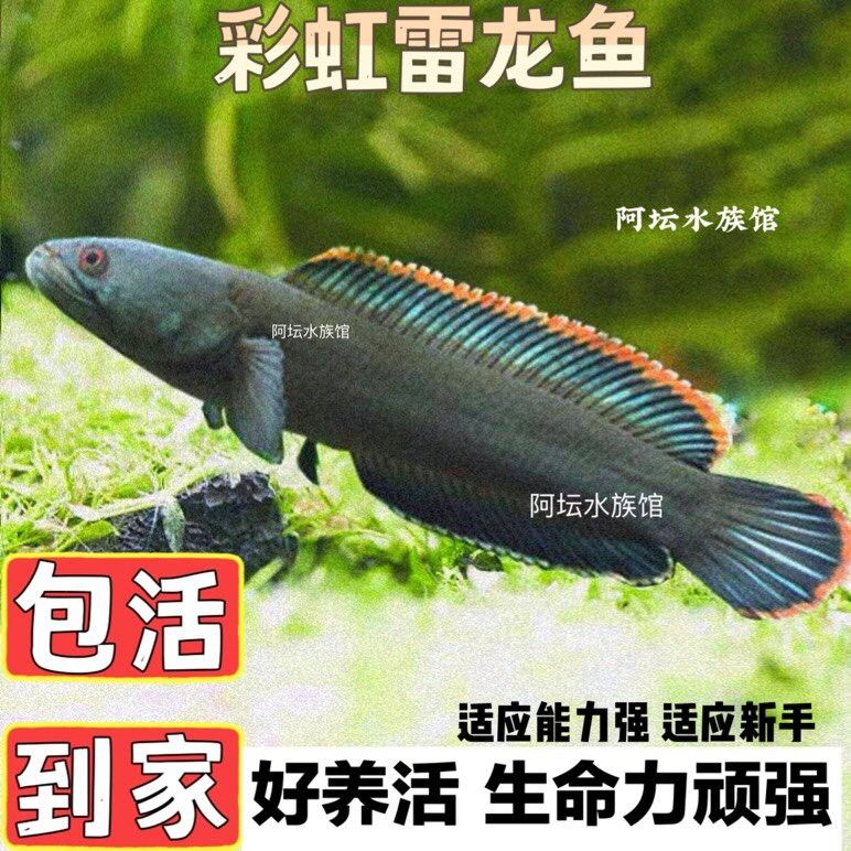 如何選擇適合小火龍魚的互動玩具？ 如何選擇適合小火龍魚的互動玩具？ 龍魚百科 第9張