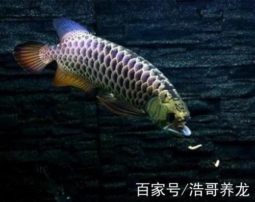 金龍魚可以和神仙魚混養嗎圖片 金龍魚可以和神仙魚混養嗎圖片 龍魚百科 第23張