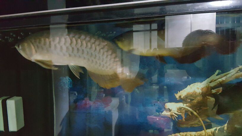 金龍魚魚尾有白色東西：金龍魚魚尾有白色東西是怎么回事