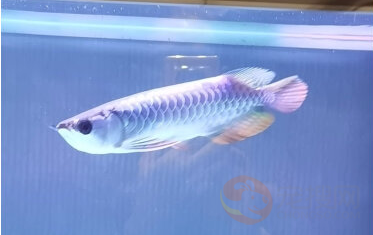 紅龍魚辟邪嗎好養嗎（紅龍魚辟邪嗎好養嗎視頻）