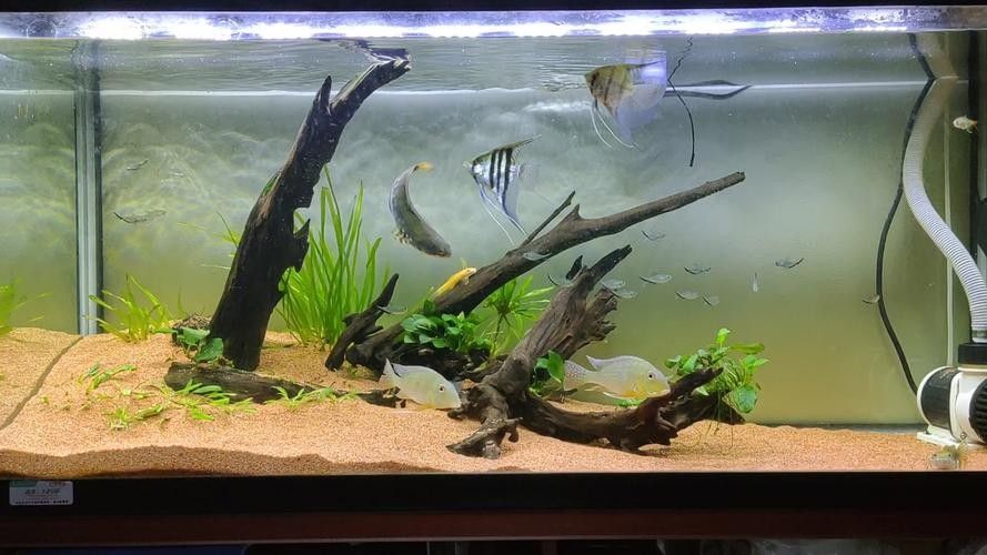 雷龍魚能和黑魚混養(yǎng)嗎圖片