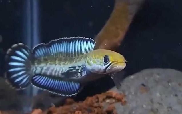 雷龍魚能和黑魚混養(yǎng)嗎圖片