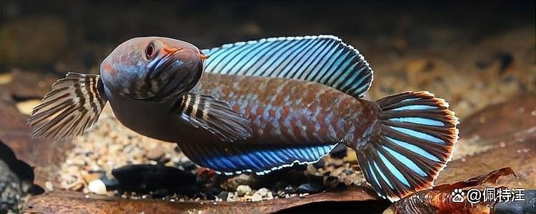 雷龍魚能和黑魚混養(yǎng)嗎圖片