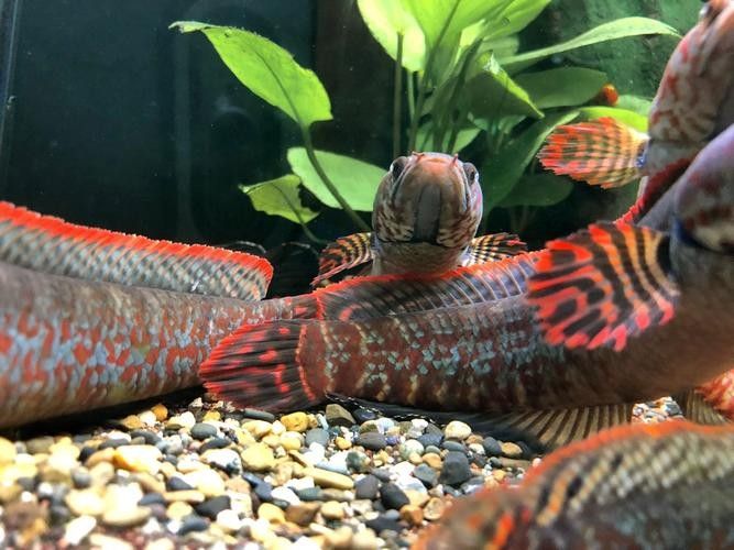雷龍魚能和黑魚混養(yǎng)嗎圖片