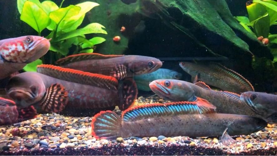 雷龍魚能和黑魚混養(yǎng)嗎圖片